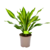 Dracaena Burley - Drakenbloedboom - P24 H90 - Kamerplant 1 Dracaena Burley - Drakenbloedboom - P24 H90 - Kamerplant -Woondecoratie Winkel dracaena burley drakenbloedboom p24 h90 1 1
