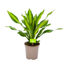 Woondecoratie Winkel 21 Dracaena Burley - Drakenbloedboom - P24 H90 - Kamerplant