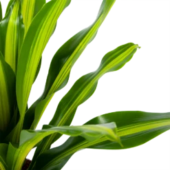 Woondecoratie Winkel -Woondecoratie Winkel dracaena burley drakenbloedboom p24 h90 5 1