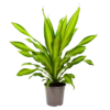 Dracaena Charley - Drakenbloedboom - P24 H95 - Kamerplant -Woondecoratie Winkel dracaena charley drakenbloedboom p24 h95 1
