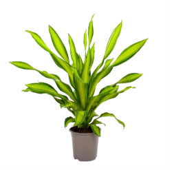 Dracaena Charley - Drakenbloedboom - P24 H95 - Kamerplant 9 Dracaena Charley - Drakenbloedboom - P24 H95 - Kamerplant -Woondecoratie Winkel dracaena charley drakenbloedboom p24 h95 2