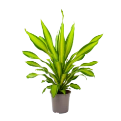 Dracaena Charley - Drakenbloedboom - P24 H95 - Kamerplant 10 Dracaena Charley - Drakenbloedboom - P24 H95 - Kamerplant -Woondecoratie Winkel dracaena charley drakenbloedboom p24 h95 3