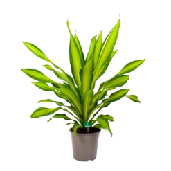 Dracaena Charley - Drakenbloedboom - P24 H95 - Kamerplant 11 Dracaena Charley - Drakenbloedboom - P24 H95 - Kamerplant -Woondecoratie Winkel dracaena charley drakenbloedboom p24 h95 4
