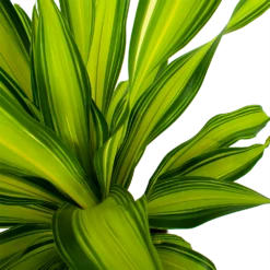 Dracaena Charley - Drakenbloedboom - P24 H95 - Kamerplant 12 Dracaena Charley - Drakenbloedboom - P24 H95 - Kamerplant -Woondecoratie Winkel dracaena charley drakenbloedboom p24 h95 5