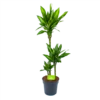 Dracaena Cintho - Op Stam - Drakenbloedboom - P21 H100 - Kamerplant -Woondecoratie Winkel dracaena cintho op stam drakenbloedboom p21 h100 1 1