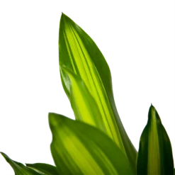 Dracaena Cintho - Op Stam - Drakenbloedboom - P21 H100 - Kamerplant -Woondecoratie Winkel dracaena cintho op stam drakenbloedboom p21 h100 6 1