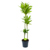 Dracaena Cintho - Op Stam - Drakenbloedboom - P24 H150 - Kamerplant 1 Dracaena Cintho - Op Stam - Drakenbloedboom - P24 H150 - Kamerplant -Woondecoratie Winkel dracaena cintho op stam drakenbloedboom p24 h150 1 1