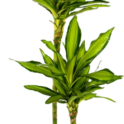 Dracaena Cintho - Op Stam - Drakenbloedboom - P24 H150 - Kamerplant -Woondecoratie Winkel dracaena cintho op stam drakenbloedboom p24 h150 5 1