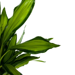 Dracaena Cintho - Op Stam - Drakenbloedboom - P24 H150 - Kamerplant -Woondecoratie Winkel dracaena cintho op stam drakenbloedboom p24 h150 6 1