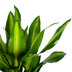 Dracaena Cintho - Op Stam - Drakenbloedboom - P31 H150 - Kamerplant -Woondecoratie Winkel dracaena cintho op stam drakenbloedboom p31 h150 6 1