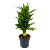 Dracaena Cintho - Vertakt - Drakenbloedboom - P21 H70 - Kamerplant -Woondecoratie Winkel dracaena cintho vertakt drakenbloedboom p21 h70 1 1