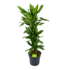 Dracaena Cintho - Vertakt - Drakenbloedboom - P27 H120 - Kamerplant 1 Dracaena Cintho - Vertakt - Drakenbloedboom - P27 H120 - Kamerplant -Woondecoratie Winkel dracaena cintho vertakt drakenbloedboom p27 h120 1 3