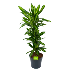 Dracaena Cintho - Vertakt - Drakenbloedboom - P27 H120 - Kamerplant