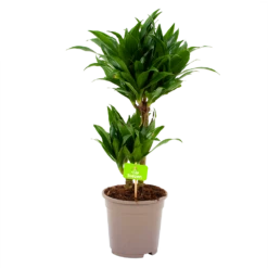 Dracaena Compacta - Op Stam - Drakenbloedboom - P17 H55 - Kamerplant