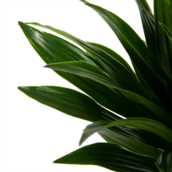 Dracaena Compacta - Op Stam - Drakenbloedboom - P21 H100 - Kamerplant -Woondecoratie Winkel dracaena compacta op stam drakenbloedboom p21 h100 6