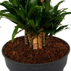 Dracaena Compacta - Vertakt - Drakenbloedboom - P34 H170 - Kamerplant 8 Dracaena Compacta - Vertakt - Drakenbloedboom - P34 H170 - Kamerplant -Woondecoratie Winkel dracaena compacta vertakt drakenbloedboom p34 h170 6 1