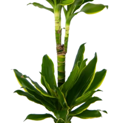 Dracaena Golden Coast - Op Stam - Drakenbloedboom - P19 H90 - Kamerplant 7 Dracaena Golden Coast - Op Stam - Drakenbloedboom - P19 H90 - Kamerplant -Woondecoratie Winkel dracaena golden coast op stam drakenbloedboom p19 h90 kamerplant 3