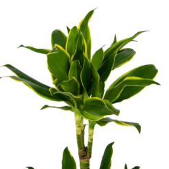 Dracaena Golden Coast - Op Stam - Drakenbloedboom - P19 H90 - Kamerplant 8 Dracaena Golden Coast - Op Stam - Drakenbloedboom - P19 H90 - Kamerplant -Woondecoratie Winkel dracaena golden coast op stam drakenbloedboom p19 h90 kamerplant 4