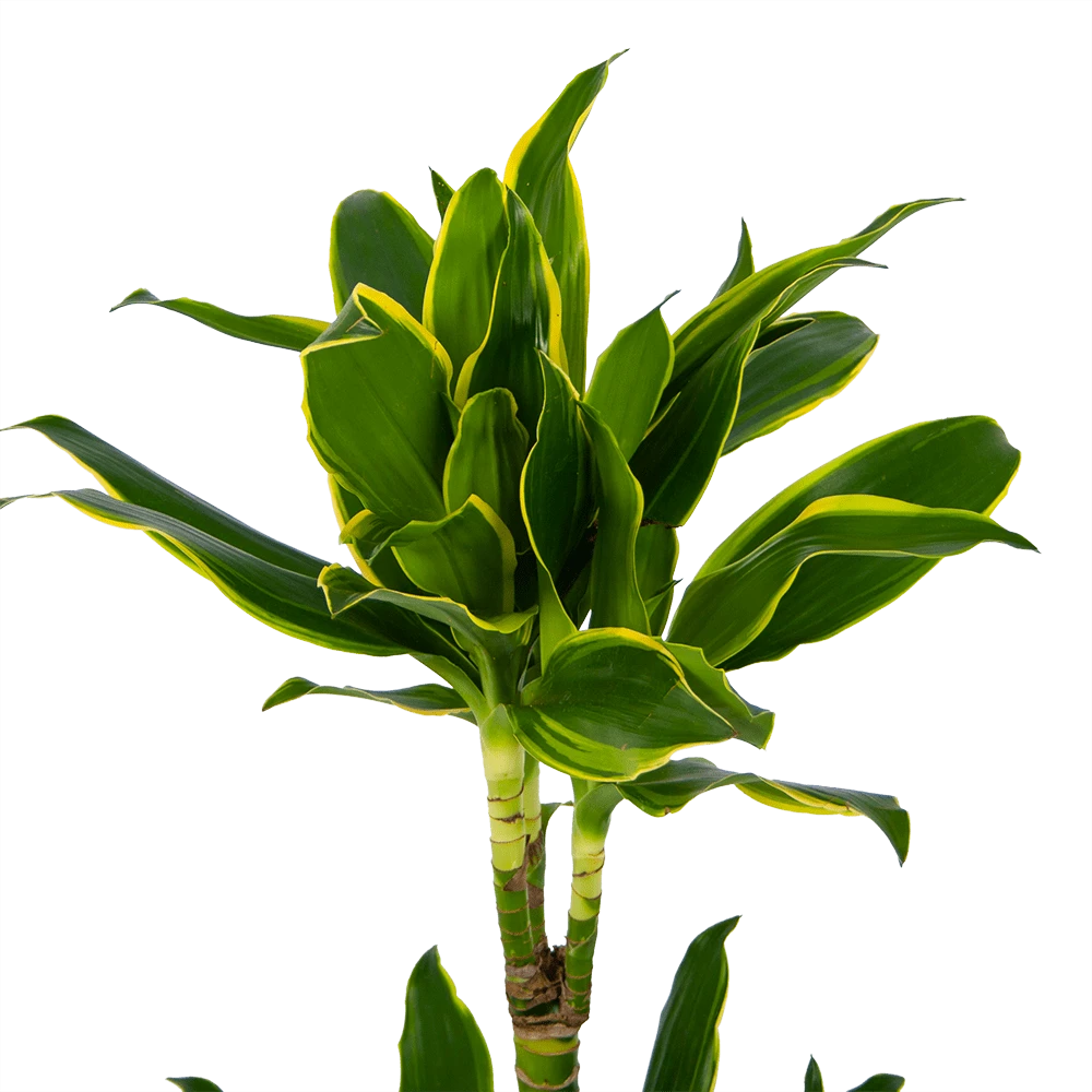 Dracaena Golden Coast - Op Stam - Drakenbloedboom - P19 H90 - Kamerplant 5 Dracaena Golden Coast - Op Stam - Drakenbloedboom - P19 H90 - Kamerplant - Afbeelding 3
