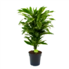 Dracaena Golden Coast - Vertakt - Drakenbloedboom - P21 H80 - Kamerplant -Woondecoratie Winkel dracaena golden coastdrakenbloedboom p21 h80 4