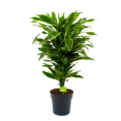 Dracaena Golden Coast - Vertakt - Drakenbloedboom - P21 H80 - Kamerplant