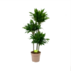 Dracaena Green Jewel - Op Stam - Drakenbloedboom - P28 H140 - Kamerplant -Woondecoratie Winkel dracaena green jewel op stam drakenbloedboom p28 h140 1