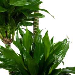 Dracaena Green Jewel - Op Stam - Drakenbloedboom - P28 H140 - Kamerplant -Woondecoratie Winkel dracaena green jewel op stam drakenbloedboom p28 h140 6