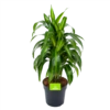 Dracaena Hawaiiana - Vertrakt - Drakenbloedboom - P21 H80 - Kamerplant 1 Dracaena Hawaiiana - Vertrakt - Drakenbloedboom - P21 H80 - Kamerplant -Woondecoratie Winkel dracaena hawaiiana vertrakt drakenbloedboom p21 h80 1 3