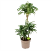 Dracaena Jade Jewel - Op Stam - Drakenbloedboom - P24 H100 - Kamerplant -Woondecoratie Winkel dracaena jade jewel op stam drakenbloedboom p24 h100 1