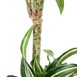 Dracaena Jade Jewel - Op Stam - Drakenbloedboom - P24 H100 - Kamerplant -Woondecoratie Winkel dracaena jade jewel op stam drakenbloedboom p24 h100 6