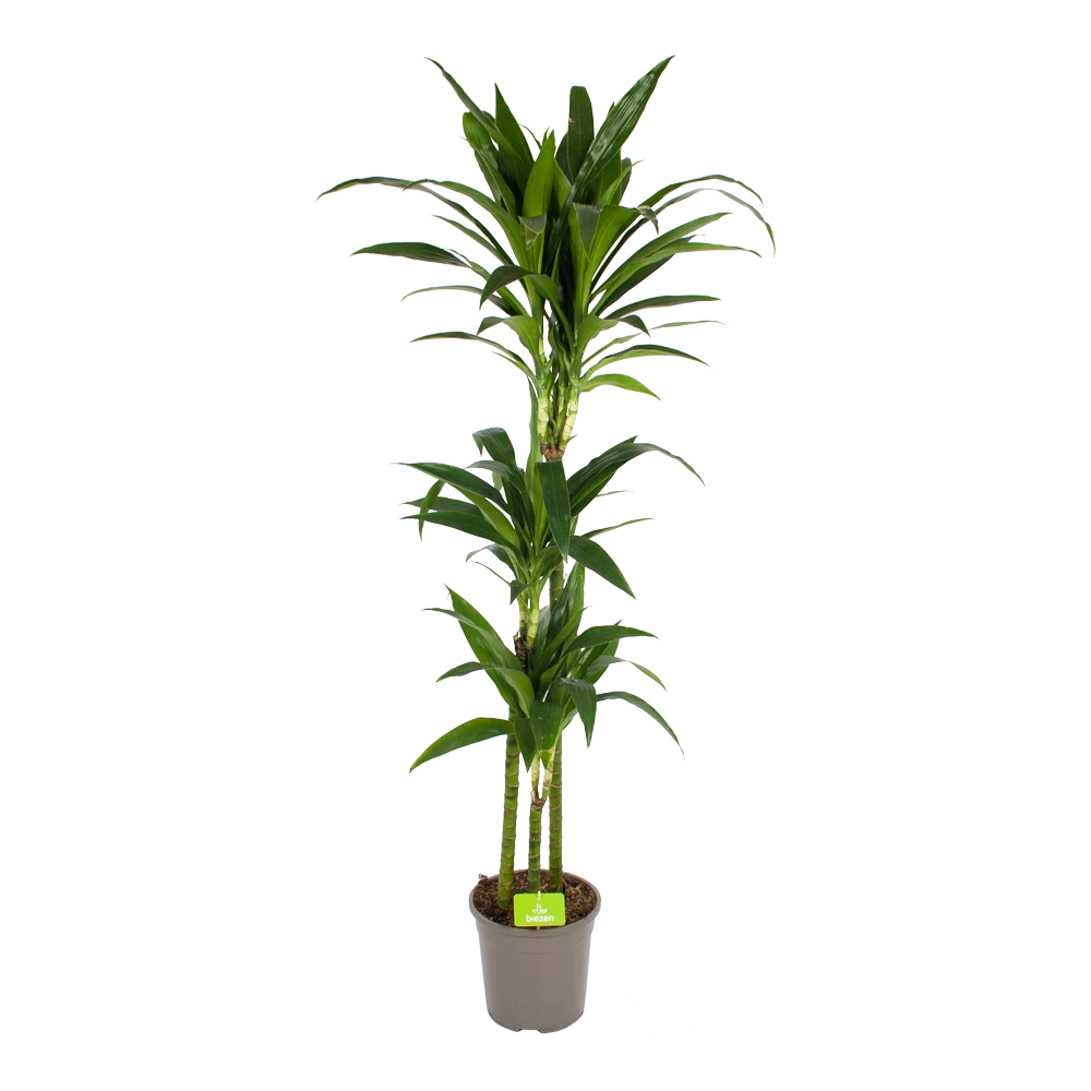 Dracaena Janet Craig - Op Stam - Drakenbloedboom - P24 H140 - Kamerplant 3 Dracaena Janet Craig - Op Stam - Drakenbloedboom - P24 H140 - Kamerplant