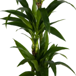 Dracaena Janet Craig - Op Stam - Drakenbloedboom - P24 H140 - Kamerplant 9 Dracaena Janet Craig - Op Stam - Drakenbloedboom - P24 H140 - Kamerplant -Woondecoratie Winkel dracaena janet craig op stam drakenbloedboom p24 h140 kamerplant 3