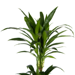 Dracaena Janet Craig - Op Stam - Drakenbloedboom - P24 H140 - Kamerplant 10 Dracaena Janet Craig - Op Stam - Drakenbloedboom - P24 H140 - Kamerplant -Woondecoratie Winkel dracaena janet craig op stam drakenbloedboom p24 h140 kamerplant 4