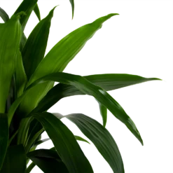 Dracaena Janet Craig - Op Stam - Drakenbloedboom - P34 H170 - Kamerplant 8 Dracaena Janet Craig - Op Stam - Drakenbloedboom - P34 H170 - Kamerplant -Woondecoratie Winkel dracaena janet craig op stam drakenbloedboom p34 h170 6 1