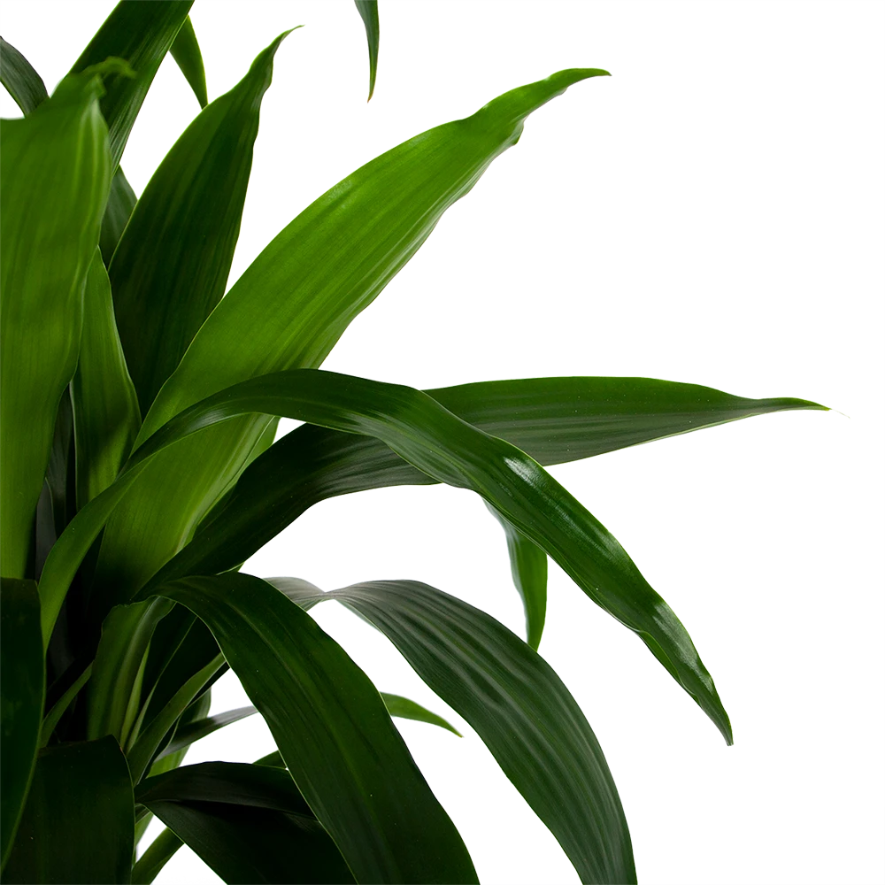 Dracaena Janet Craig - Op Stam - Drakenbloedboom - P34 H170 - Kamerplant 5 Dracaena Janet Craig - Op Stam - Drakenbloedboom - P34 H170 - Kamerplant - Afbeelding 3