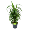 Dracaena Janet Craig - Vertrakt - Drakenbloedboom - P21 H80 - Kamerplant -Woondecoratie Winkel dracaena janet craig vertrakt drakenbloedboom p21 h80 1 3