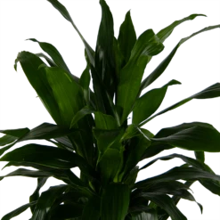 Dracaena Janet Craig - Vertrakt - Drakenbloedboom - P24 H110 - Kamerplant -Woondecoratie Winkel dracaena janet craig vertrakt drakenbloedboom p24 h110 kamerplant 4
