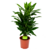 Dracaena Janet Lind - Vertakt - Drakenbloedboom - P21 H80 - Kamerplant 1 Dracaena Janet Lind - Vertakt - Drakenbloedboom - P21 H80 - Kamerplant -Woondecoratie Winkel dracaena janet lind vertakt drakenbloedboom p21 h80 1