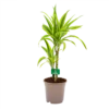 Dracaena Lemon Lime - Op Stam - Drakenbloedboom - P17 H65 - Kamerplant -Woondecoratie Winkel dracaena lemon lime drakenbloedboom p17 h65 4