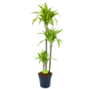 Dracaena Lemon Lime - Op Stam - Drakenbloedboom - P24 H150 - Kamerplant 1 Dracaena Lemon Lime - Op Stam - Drakenbloedboom - P24 H150 - Kamerplant -Woondecoratie Winkel dracaena lemon lime op stam drakenbloedboom p24 h150 1