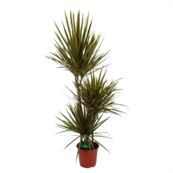 Dracaena Marginata Bicolor - Op Stam - Drakenbloedboom - P21 H125 - Kamerplant