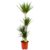Dracaena Marginata Groen - Op Stam - Drakenbloedboom - P24 H150 - Kamerplant -Woondecoratie Winkel dracaena marginata groen op stam drakenbloedboom p24 h150 4 2