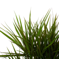 Dracaena Marginata Groen - Vertakt - Drakenbloedboom - P27 H120 - Kamerplant -Woondecoratie Winkel dracaena marginata groen vertakt drakenbloedboom p27 h120 6 3