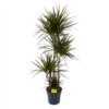 Dracaena Marginata Magenta - Op Stam - Drakenbloedboom - P27 H150 - Kamerplant -Woondecoratie Winkel dracaena marginata magenta op stam drakenbloedboom p27 h150 1