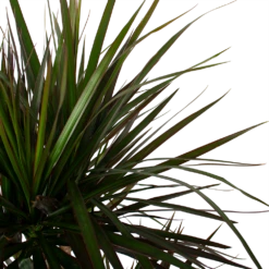 Dracaena Marginata Magenta - Op Stam - Drakenbloedboom - P27 H150 - Kamerplant -Woondecoratie Winkel dracaena marginata magenta op stam drakenbloedboom p27 h150 6