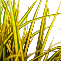 Dracaena Marginata Sunray - Op Stam - Drakenbloedboom - P21 H110 - Kamerplant -Woondecoratie Winkel dracaena marginata sunray op stam drakenbloedboom p24 h80 5 2