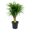 Dracaena Reflexa Anita - Enkele Stam - Drakenbloedboom - P21 H80 - Kamerplant -Woondecoratie Winkel dracaena reflexa anita drakenbloedboom p21 h80 4