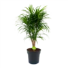Dracaena Reflexa Anita - Enkele Stam - Drakenbloedboom-p24 H110 - Kamerplant -Woondecoratie Winkel dracaena reflexa anita drakenbloedboom p24 h110 4