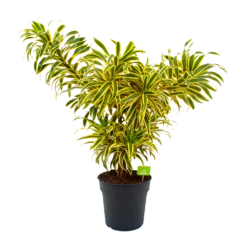 Dracaena Reflexa Song Of India - Vertakt - Drakenbloedboom - P24 H80 - Kamerplant