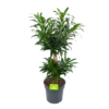Dracaena Reflexa - Vertakt - Drakenbloedboom - P24 H90 - Kamerplant -Woondecoratie Winkel dracaena reflexa vertakt drakenbloedboom p24 h90 1 3